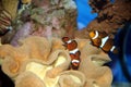 Clown Fish