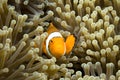 Clown Fish