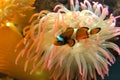 Clown fish Royalty Free Stock Photo