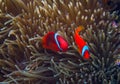 Clown fish in actinia. Orange Clownfish in anemone. Coral fish underwater photo.