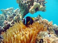 Clown fish amphiprion (Amphiprioninae). Royalty Free Stock Photo