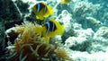 Clown fish amphiprion (Amphiprioninae).