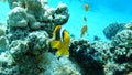 Clown fish amphiprion (Amphiprioninae).