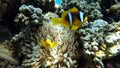 Clown fish amphiprion (Amphiprioninae).