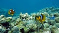 Clown fish amphiprion (Amphiprioninae). Red sea clown fish. Nemo .