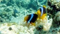 Clown fish amphiprion (Amphiprioninae). Red sea clown fish. Nemo . Royalty Free Stock Photo