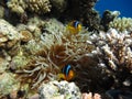 Red sea clown fish Nemo. (Amphiprioninae). Royalty Free Stock Photo