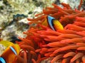 Red sea clown fish Nemo. (Amphiprioninae). Royalty Free Stock Photo