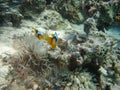 Red sea clown fish Nemo. (Amphiprioninae). Royalty Free Stock Photo