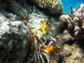 Red sea clown fish Nemo. (Amphiprioninae). Royalty Free Stock Photo