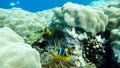 Clown fish amphiprion (Amphiprioninae).