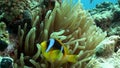 Clown fish Amphiprion bicinctus in Stichodactylidae Magnificent anemone.