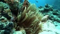 Clown fish Amphiprion bicinctus in Stichodactylidae Magnificent anemone.