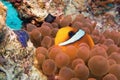 Clown fish - Amphiprion bicinctus - Two-banded anemonefish. Red Sea Royalty Free Stock Photo