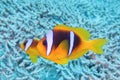 Clown fish - Amphiprion bicinctus - Two-banded anemonefish. Red Sea Royalty Free Stock Photo