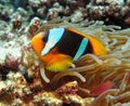 Clown fish - Amphiprion bicinctus - Two-banded anemonefish. Red Sea Royalty Free Stock Photo