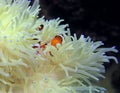 Clown fish