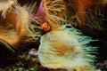 Clown Fish Amphiprion ocellaris and sea anemones as background, also known as the Ocellaris Clownfish , False Percula Clownfish