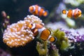 Clown fish Amphiprion ocellaris swimming around anemone Royalty Free Stock Photo