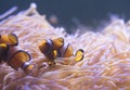 Clown Fish swimming in sea anemones in aquarium Royalty Free Stock Photo