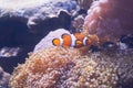 Clown Fish swimming in sea anemones in aquarium