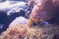 Clown Fish swimming in sea anemones in aquarium