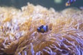 Clown Fish swimming in sea anemones in aquarium