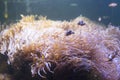 Clown Fish swimming in sea anemones in aquarium