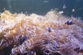 Clown Fish swimming in sea anemones in aquarium