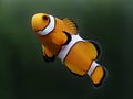 Clown fish amphiprion percula known as nemo