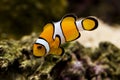 Clown fish amphiprion percula known as nemo Royalty Free Stock Photo