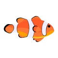 Clown fish. Amphiprioninae icon isolated on white backdrop Royalty Free Stock Photo