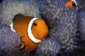 Clown fish in anemone Royalty Free Stock Photo