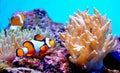 Clown Fish In Anemone