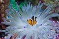 Clown Fish In The Anemone