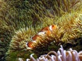 Clown Fish Anemone Royalty Free Stock Photo