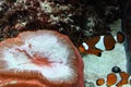 Clown fish and anemone Royalty Free Stock Photo