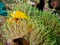 Clown Fish and anemone in coral reef Royalty Free Stock Photo