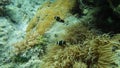 Clown fish in anemone on coral reef