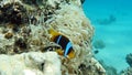 Clown fish amphiprion (Amphiprioninae). Red sea clown fish. Nemo .