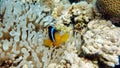 Clown fish amphiprion (Amphiprioninae). Red sea clown fish. Nemo .