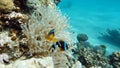 Clown fish amphiprion (Amphiprioninae). Red sea clown fish. Nemo .