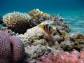 Clown fish amphiprion (Amphiprioninae). Red sea clown fish. Nemo .