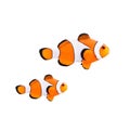 Clown fish or anemone fish Royalty Free Stock Photo