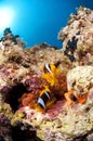 Clown fish and anemone, Red Sea, Egypt