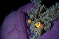 Clown fish in anemone with shrimps in Raja Ampat Papua, Indonesia Royalty Free Stock Photo