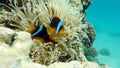 Clown fish amphiprion (Amphiprioninae). Red sea clown fish. Nemo .