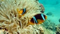 Clown fish amphiprion (Amphiprioninae). Red sea clown fish. Nemo .