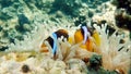 Clown fish amphiprion (Amphiprioninae). Red sea clown fish. Nemo . Royalty Free Stock Photo