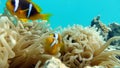 Clown fish amphiprion (Amphiprioninae). Red sea clown fish. Nemo . Royalty Free Stock Photo